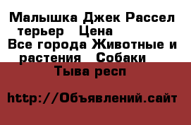 Малышка Джек Рассел терьер › Цена ­ 40 000 - Все города Животные и растения » Собаки   . Тыва респ.